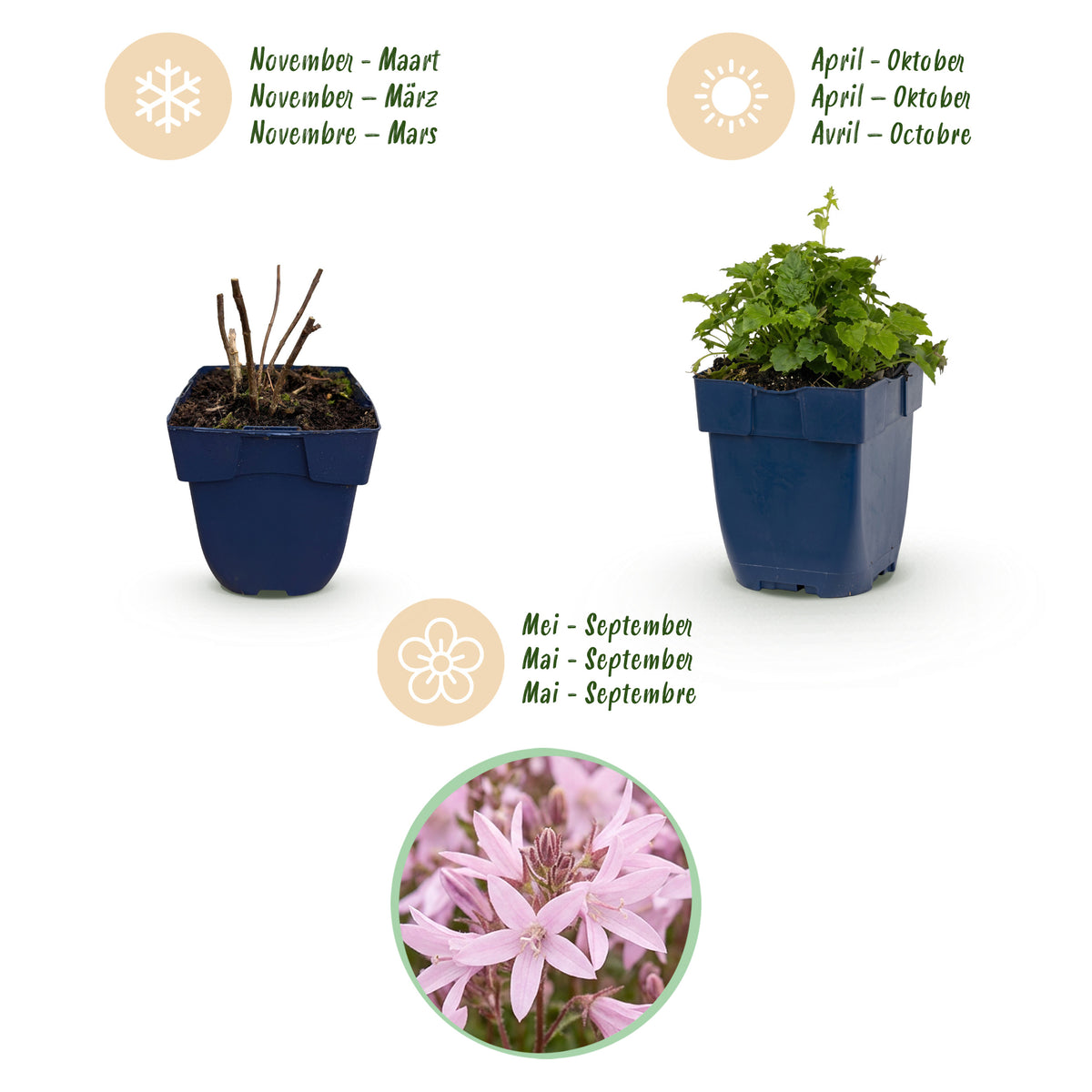 Hängepolster-Glockenblume 'Lisduggan' – Lila-Rosa – Topf Ø11cm – Ansicht 4