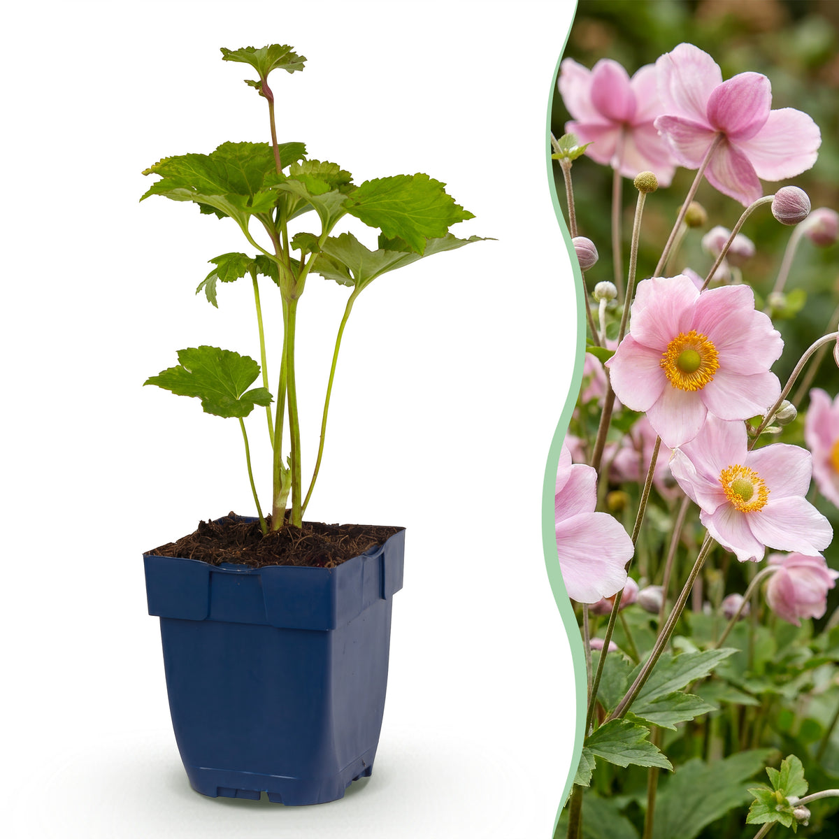 Herbst-Anemone 'Kön. Charlotte' – Rosa – Topf Ø11cm