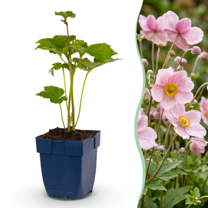 Herbst-Anemone 'Kön. Charlotte' – Rosa – Topf Ø11cm