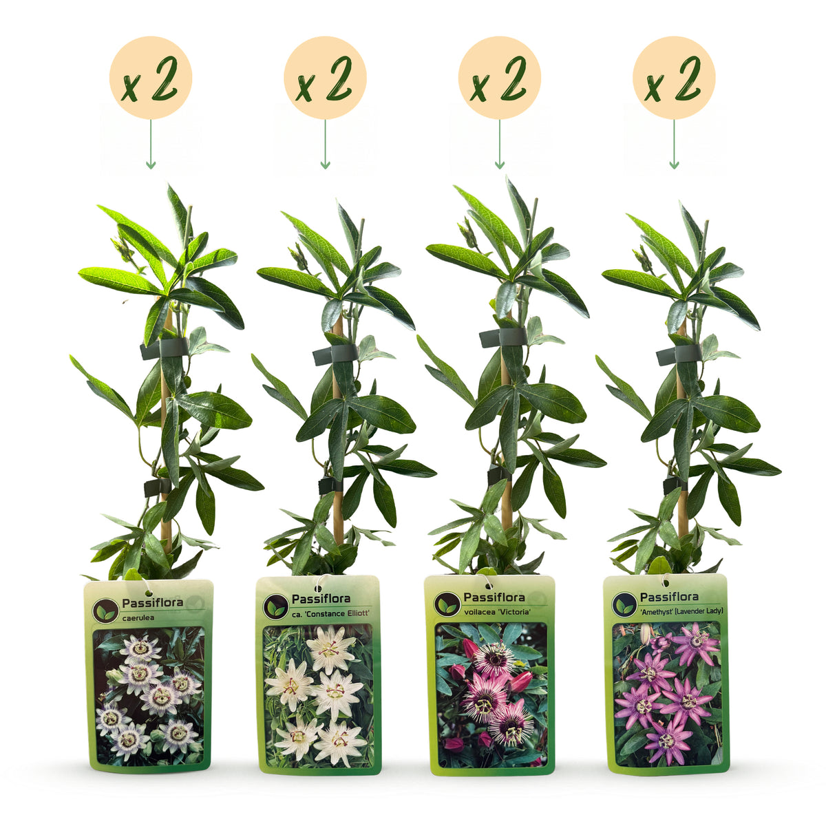 Passionsblume 'Rainbow' – Weiß, Lila, Rosa – Topf Ø9cm – Ansicht 2