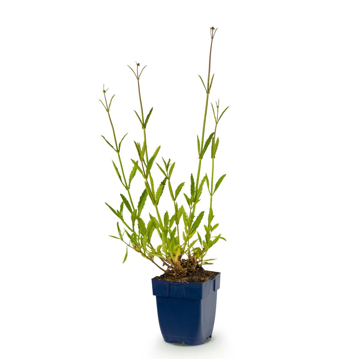 Eisenkraut 'Verbena bonariensis' – Lila – Topf Ø11cm – Ansicht 2
