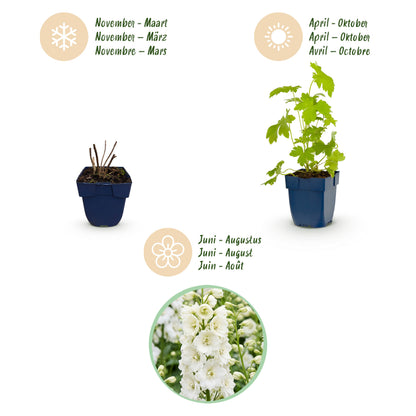 Rittersporn 'Galahad' – Delphinium – Weiß – Topf Ø11cm – Ansicht 4