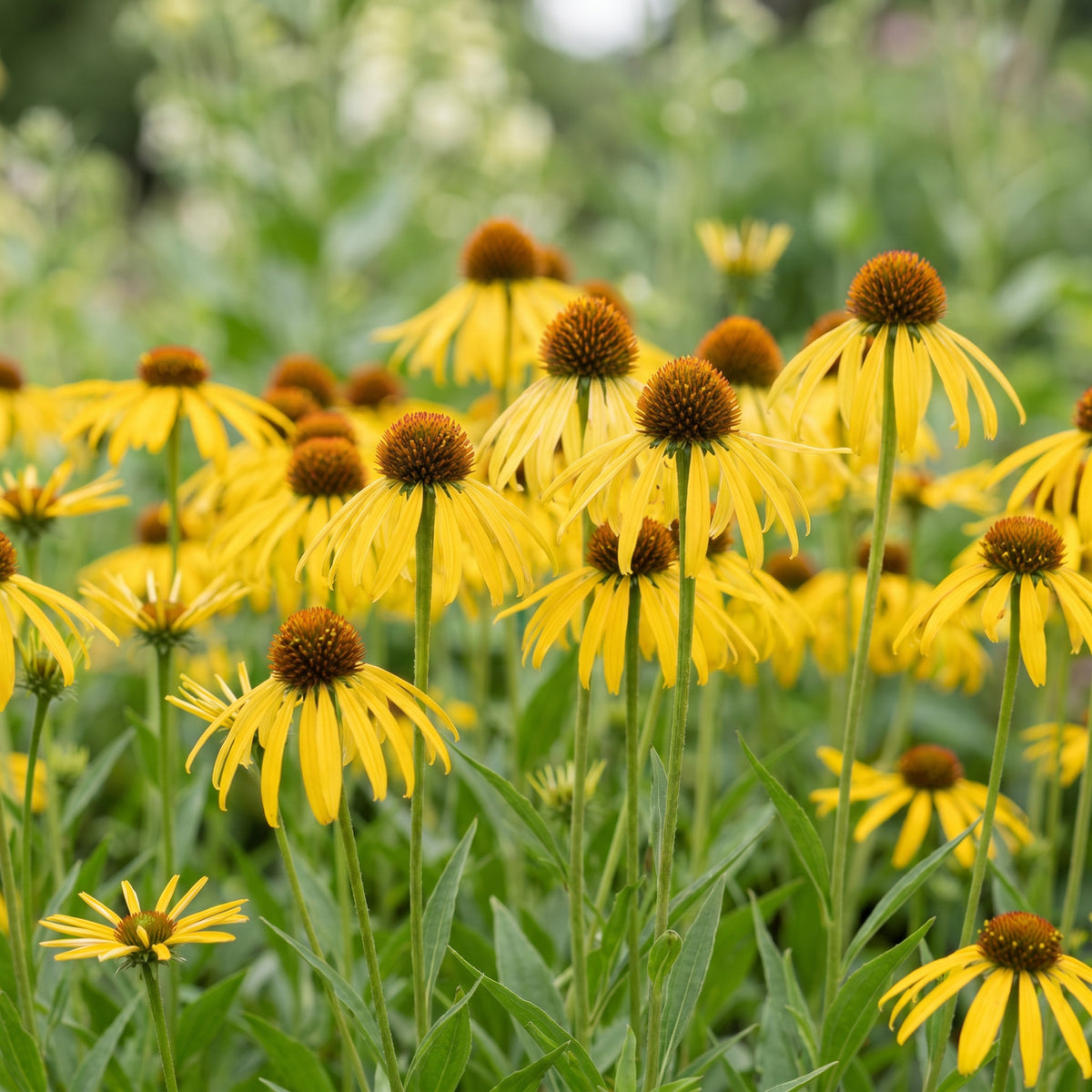 Sonnenhut 'Echinacea paradoxa' – Gelb – Topf Ø11cm – Ansicht 4