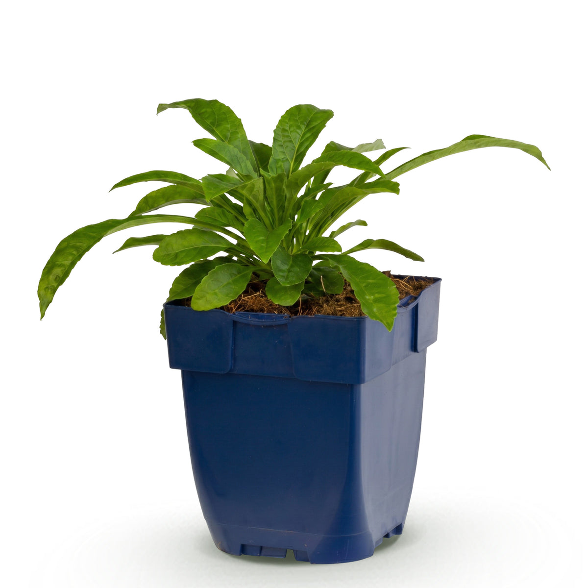 Pfirsichblattglockenblume 'Alba' – Weiß – Topf Ø11cm