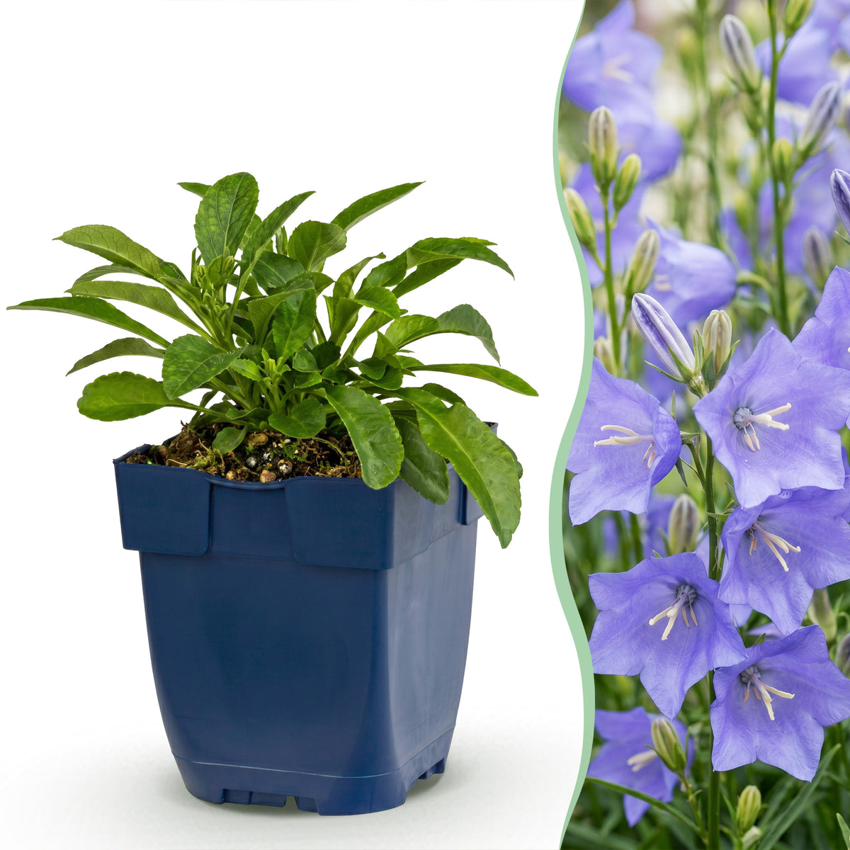 Glockenblume 'Campanula persicifolia' – Blau – Topf Ø11cm – Ansicht 2