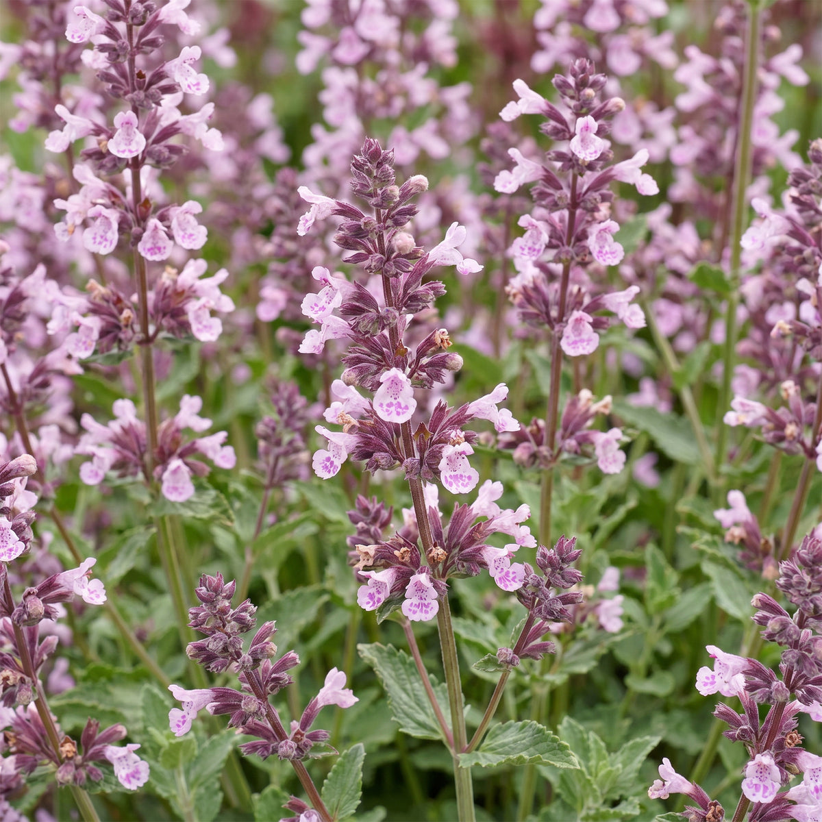 Katzenminze 'Wild Orchid' – Rosa – Topf Ø11cm – Ansicht 5