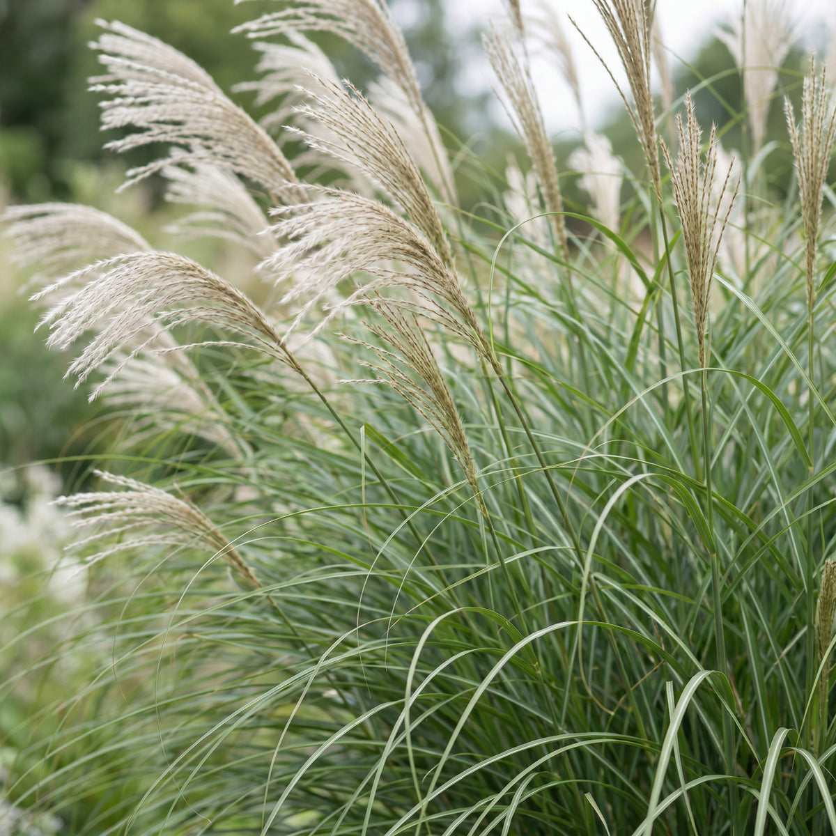 Chinaschilf 'Gracillimus' – Grün – Topf Ø11cm – Ansicht 5