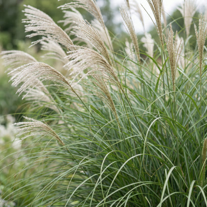 Chinaschilf 'Gracillimus' – Grün – Topf Ø11cm – Ansicht 5