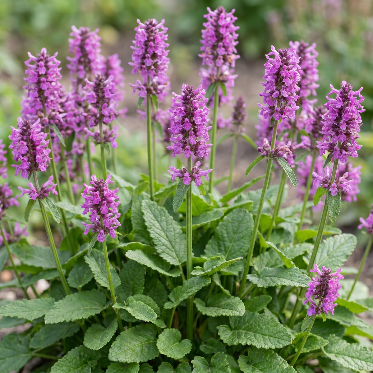 Ziest 'Hummelo' – Stachys monieri – Lila – Topf Ø11cm – Ansicht 5