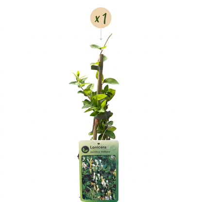 Japanisches Geißblatt 'Halliana' – Weiß-Gelb – Ø9cm – Ansicht 2