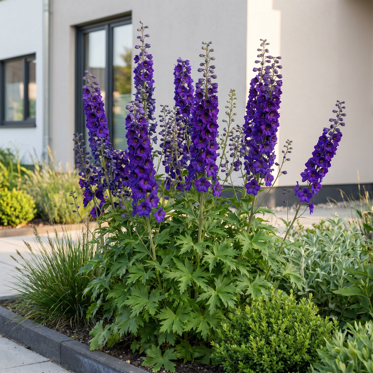 Rittersporn 'Delphinium Black Knight' – Lila – Topf Ø11cm – Ansicht 6