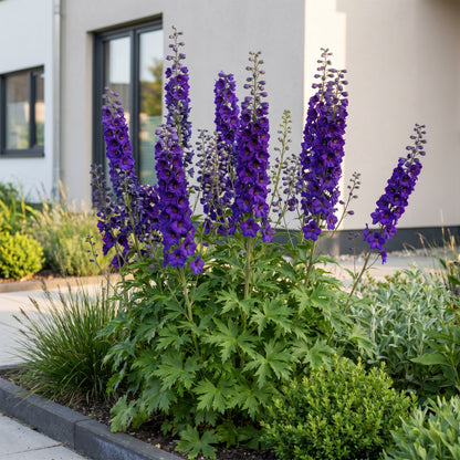 Rittersporn 'Delphinium Black Knight' – Lila – Topf Ø11cm – Ansicht 6