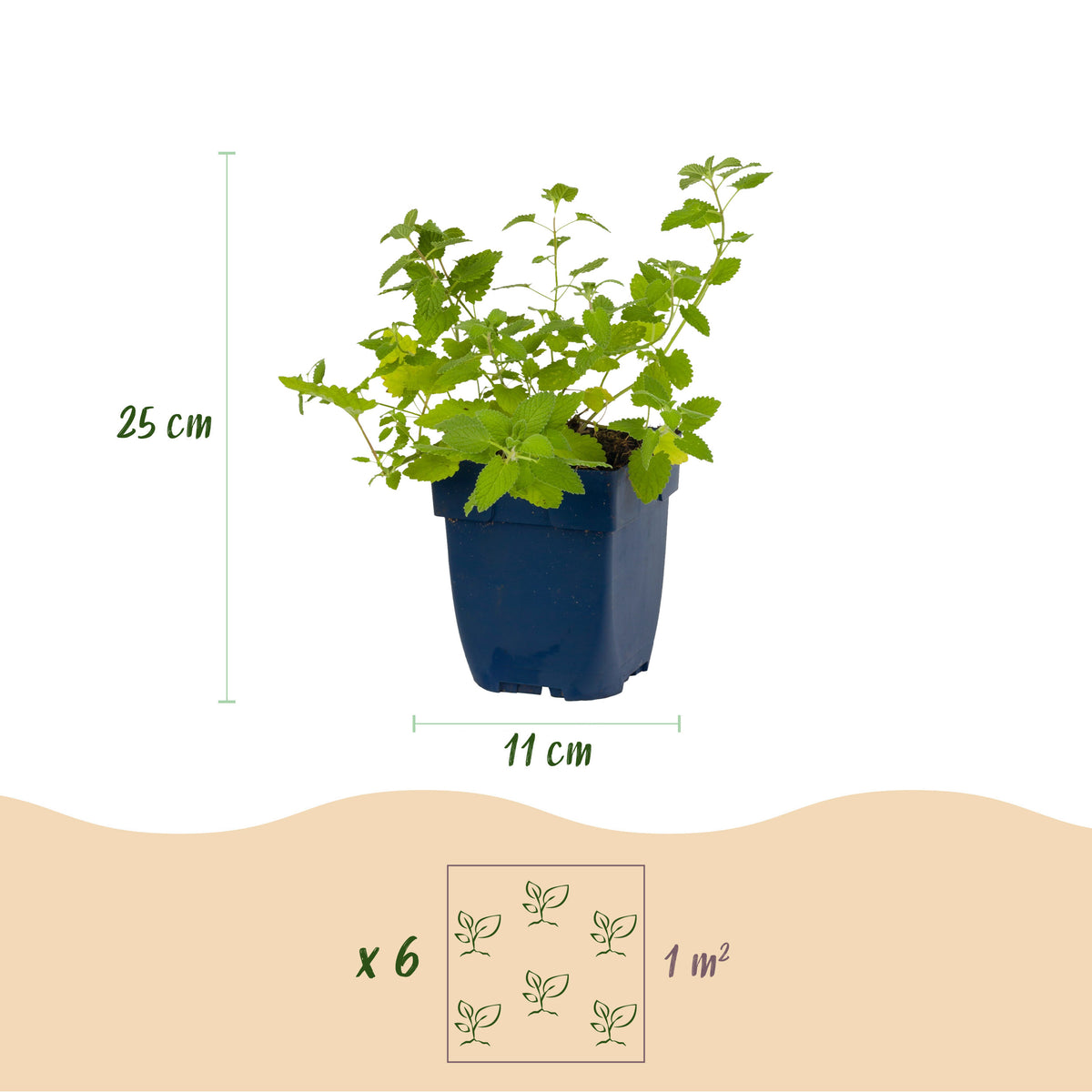 Katzenminze 'Six Hills Giant' – Lila – Topf Ø11cm – Ansicht 3