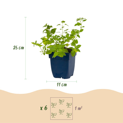 Katzenminze 'Six Hills Giant' – Lila – Topf Ø11cm – Ansicht 3