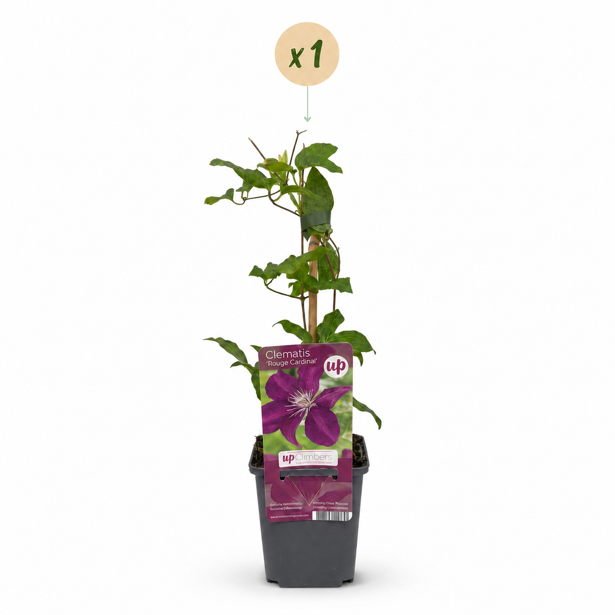 Clematis 'Rouge Cardinal' – Rot, Ø9cm, ↕35cm – Ansicht 2