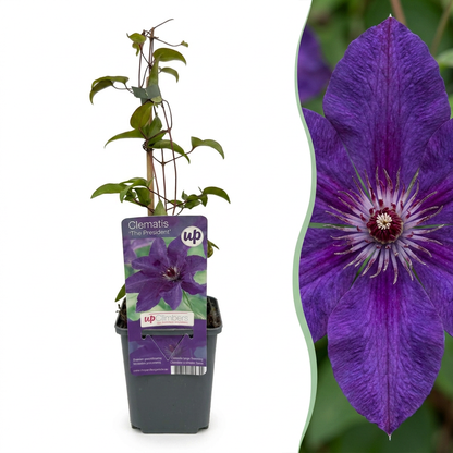 Waldrebe 'The President' – Clematis – Lila – Ø9cm