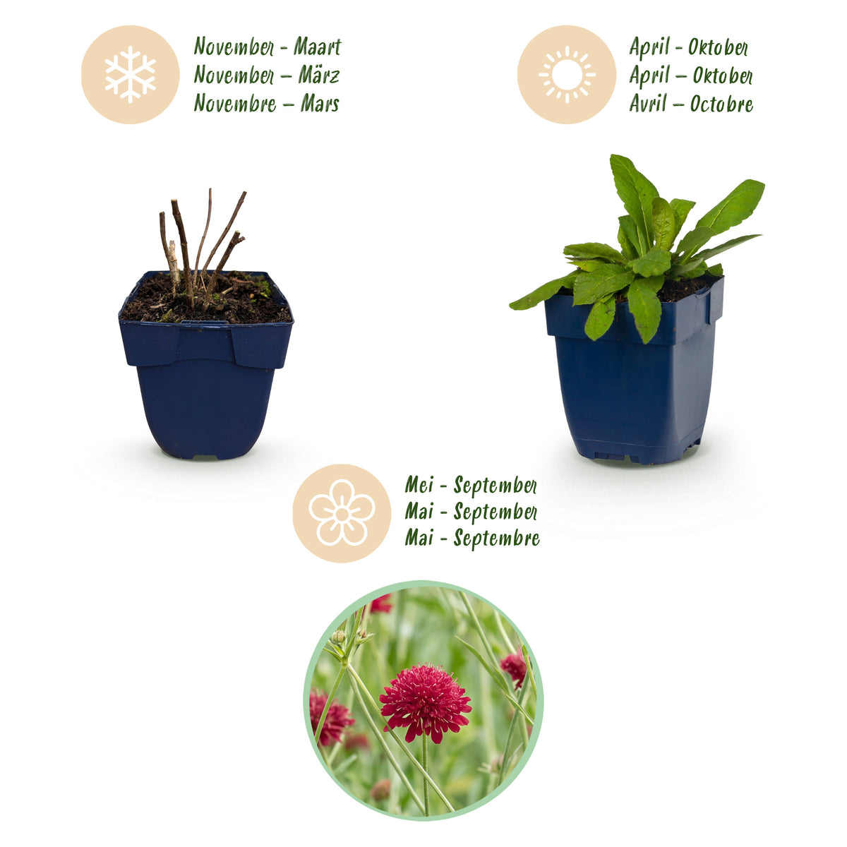Mazedonische Witwenblume 'Knautia macedonica' – Dunkelrot – Topf Ø11cm – Ansicht 4