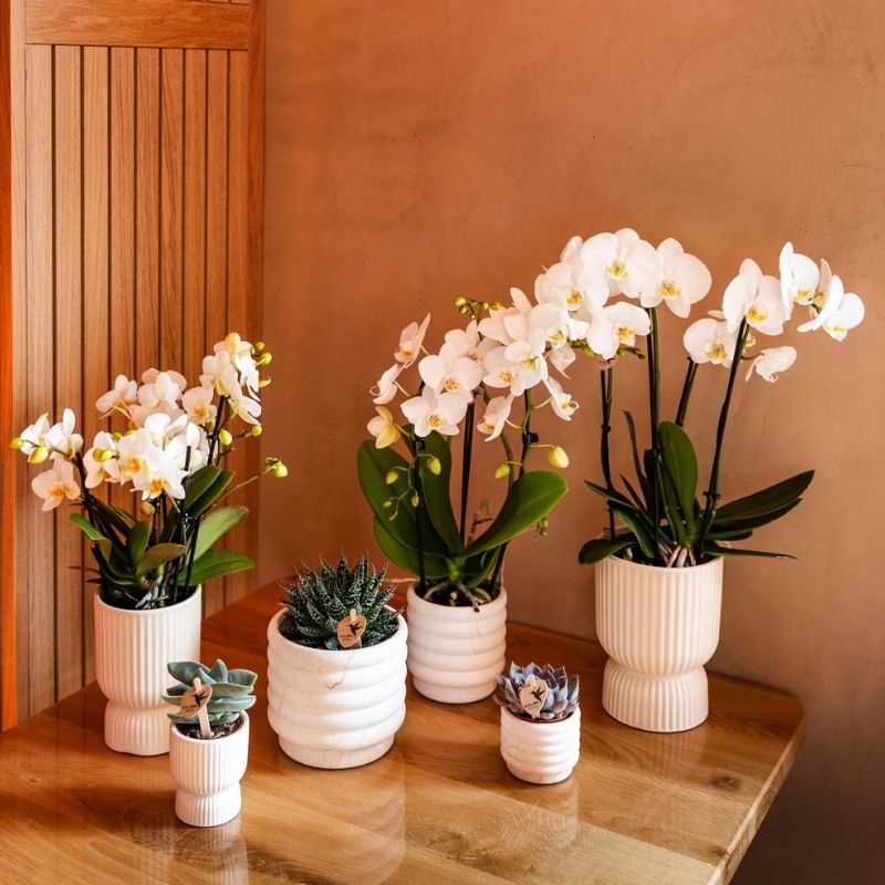 Sukkulente Echeveria Summer – Ø6cm – Ansicht 6