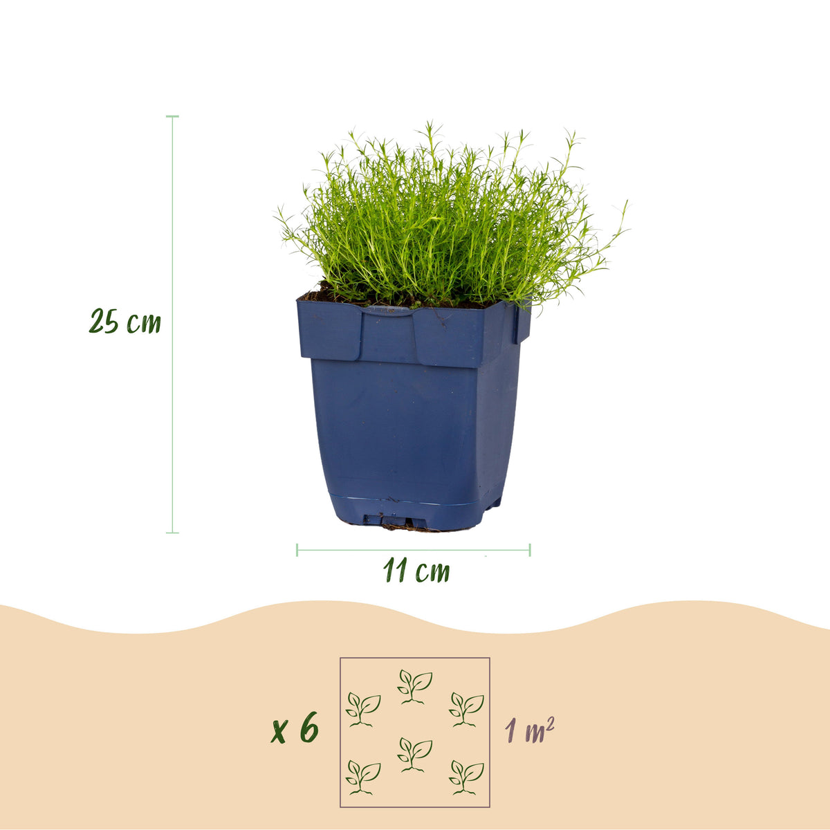 Sagina subulata – Weiß – Topf Ø11cm – Ansicht 3