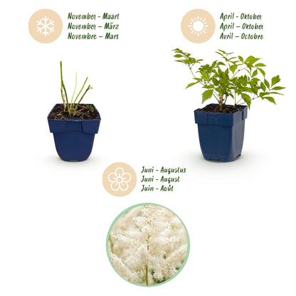 Astilbe 'Deutschland' – Prachtspiere – Weiß – Topf Ø11cm – Ansicht 4