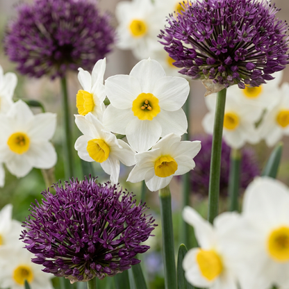 Blumenzwiebel-Mix 'Dry Garden'