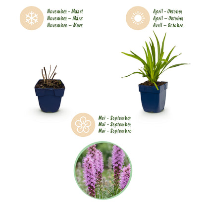 Liatris spicata – Lila – Topf Ø11cm – Ansicht 4