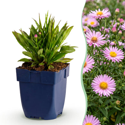 Aster 'Wood’s Pink' – Rosa – Topf Ø11cm