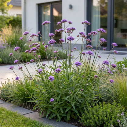 Eisenkraut 'Verbena bonariensis' – Lila – Topf Ø11cm – Ansicht 5