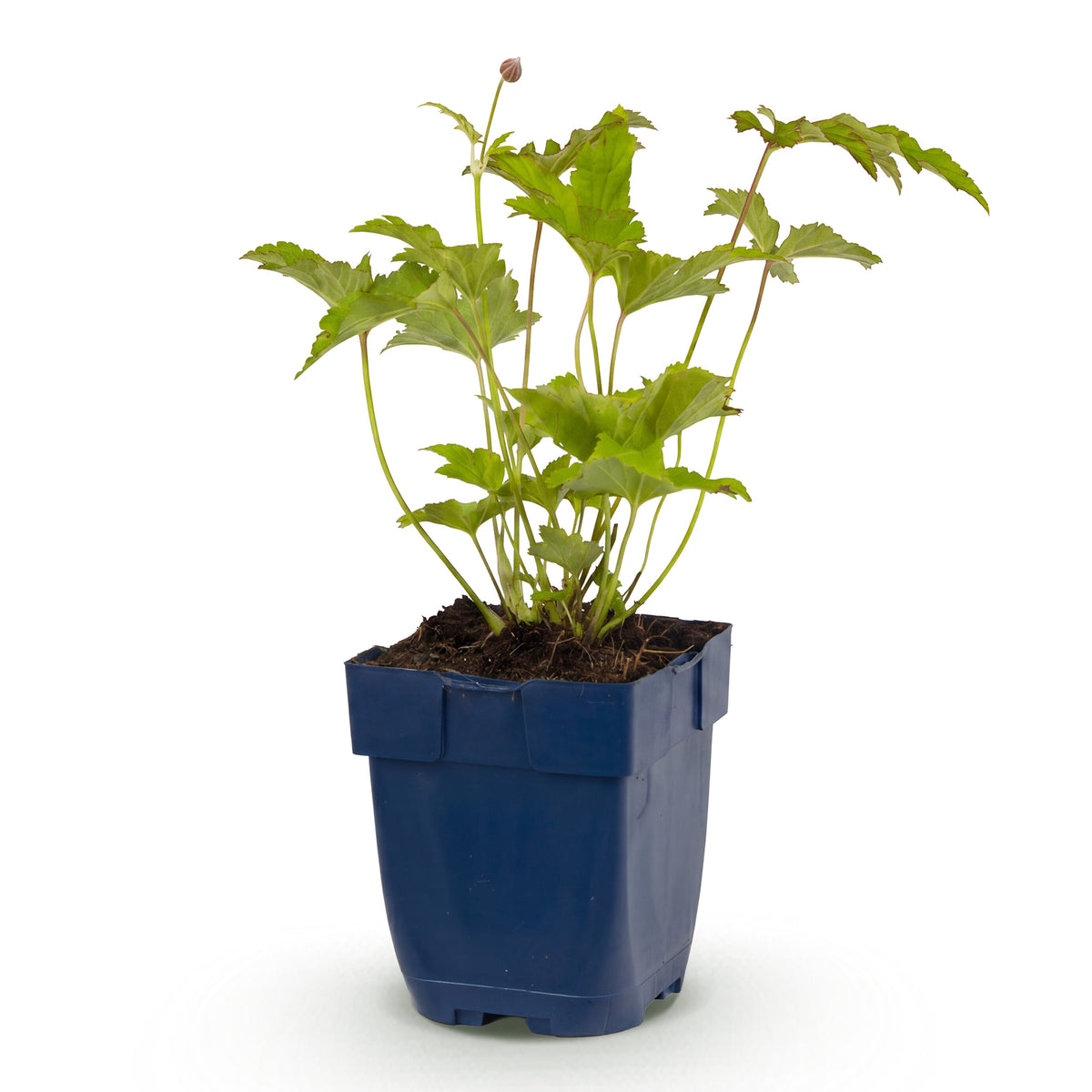 Herbst-Anemone 'Hon. Jobert' – Weiß – Topf Ø11cm – Ansicht 2