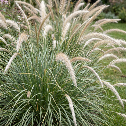 Lampenputzergras 'Fairy Tales' – Pennisetum orientale – Topf Ø11cm – Ansicht 5