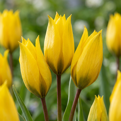 Wildtulpe 'Sylvestris' – Gelb