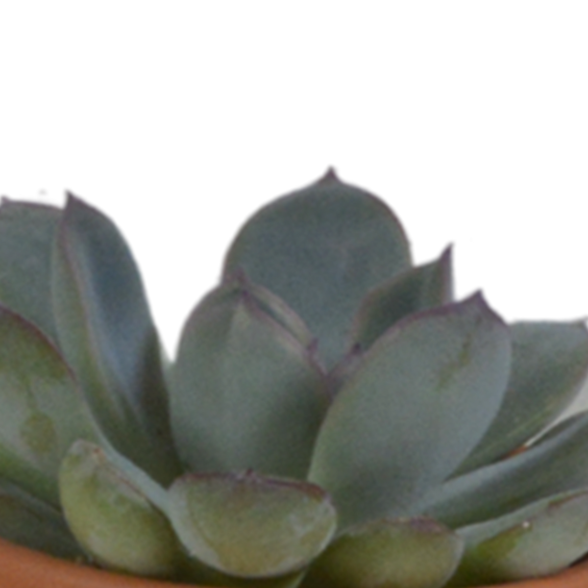 Sukkulenten-Mix (5 Pflanzen) – Terrakottatopf Ø5,5cm – Ansicht 8