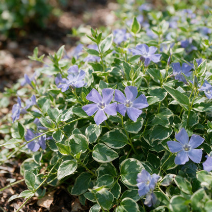 Immergrün 'Vinca major Variegata' – Blau – Topf Ø11cm – Ansicht 5
