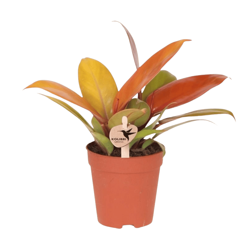 Philodendron 'Ruby Red' – Zimmerpflanze – Ø9cm
