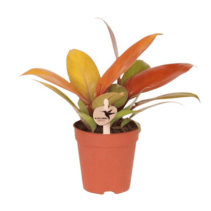 Philodendron 'Ruby Red' – Zimmerpflanze – Ø9cm