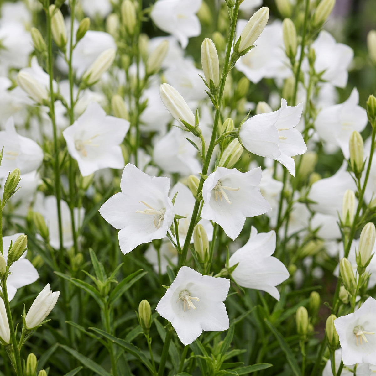 Pfirsichblattglockenblume 'Alba' – Weiß – Topf Ø11cm – Ansicht 5