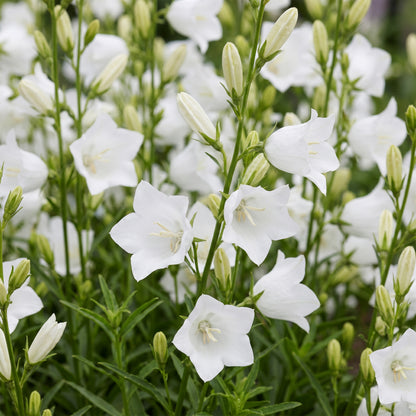 Pfirsichblattglockenblume 'Alba' – Weiß – Topf Ø11cm – Ansicht 5