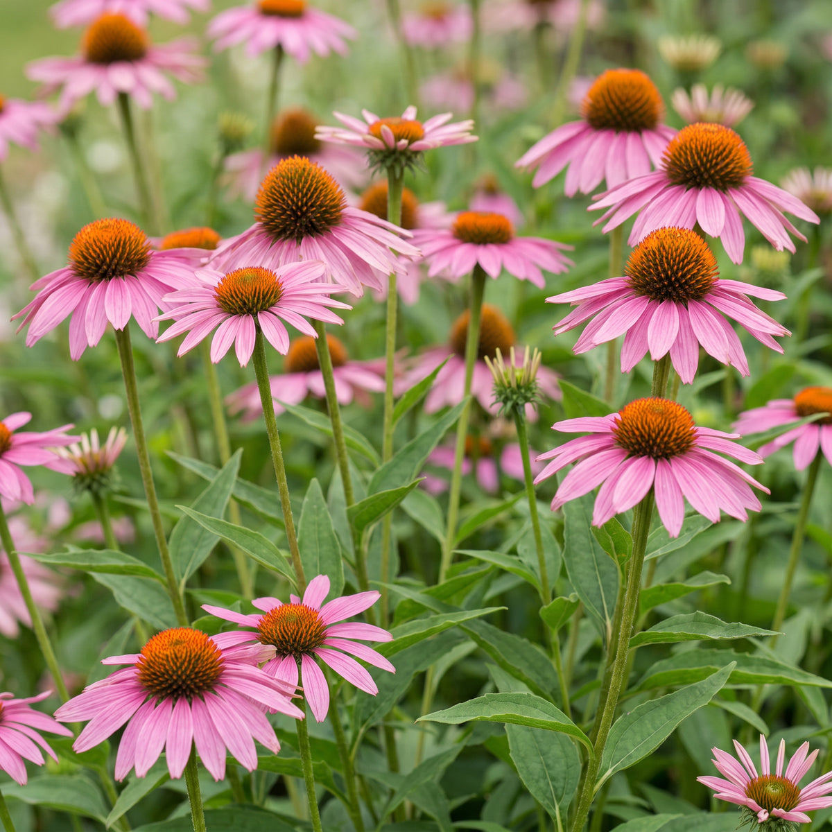 Sonnenhut 'Echinacea Magnus' – Rosa – Topf Ø11cm – Ansicht 5