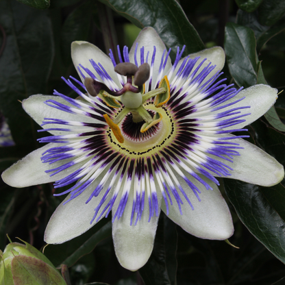 Passionsblume 'Passiflora caerulea' – P9 Topf – Ansicht 4