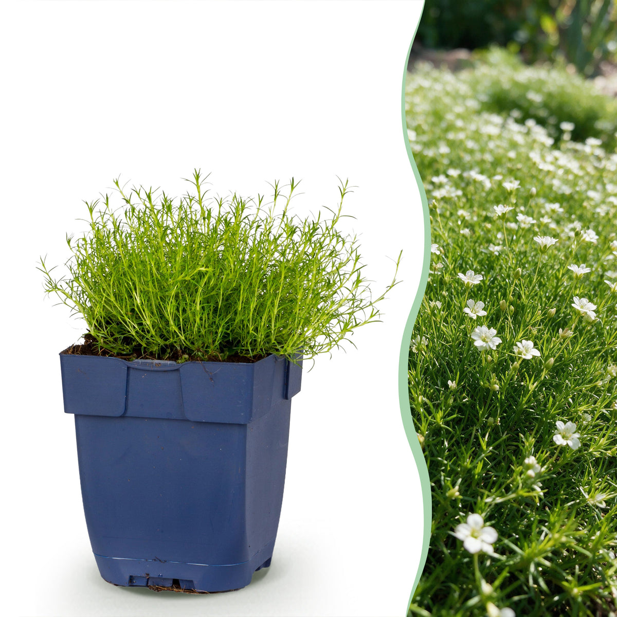 Sagina subulata – Weiß – Topf Ø11cm