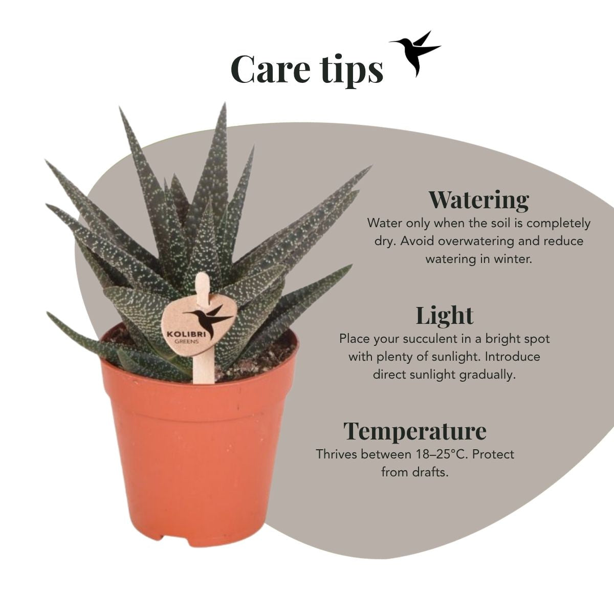 Sukkulente 'Haworthia Royal Highness' – Grün – Topf Ø9cm – Ansicht 5