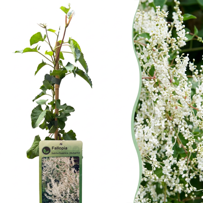 Schlingknöterich 'Fallopia aubertii' – Weiß, Ø9cm, ↕35cm