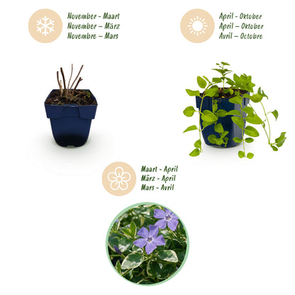 Immergrün 'Vinca major Variegata' – Blau – Topf Ø11cm – Ansicht 4