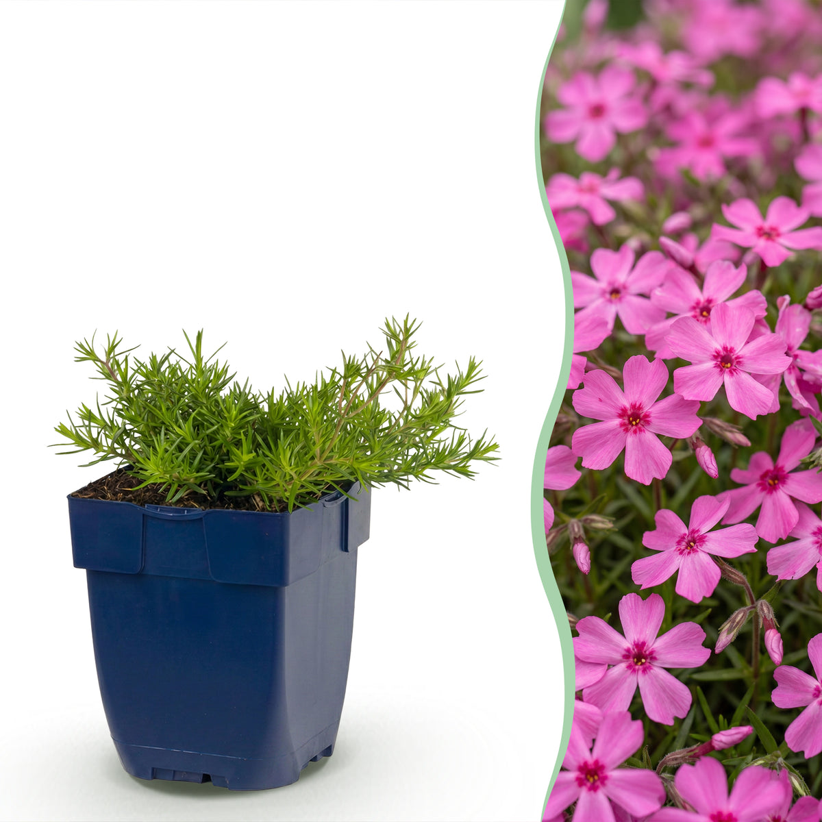 Polster-Phlox 'McDaniel's Cushion' – Dunkelrosa – Topf Ø11cm