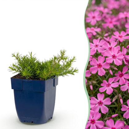 Polster-Phlox 'McDaniel's Cushion' – Dunkelrosa – Topf Ø11cm