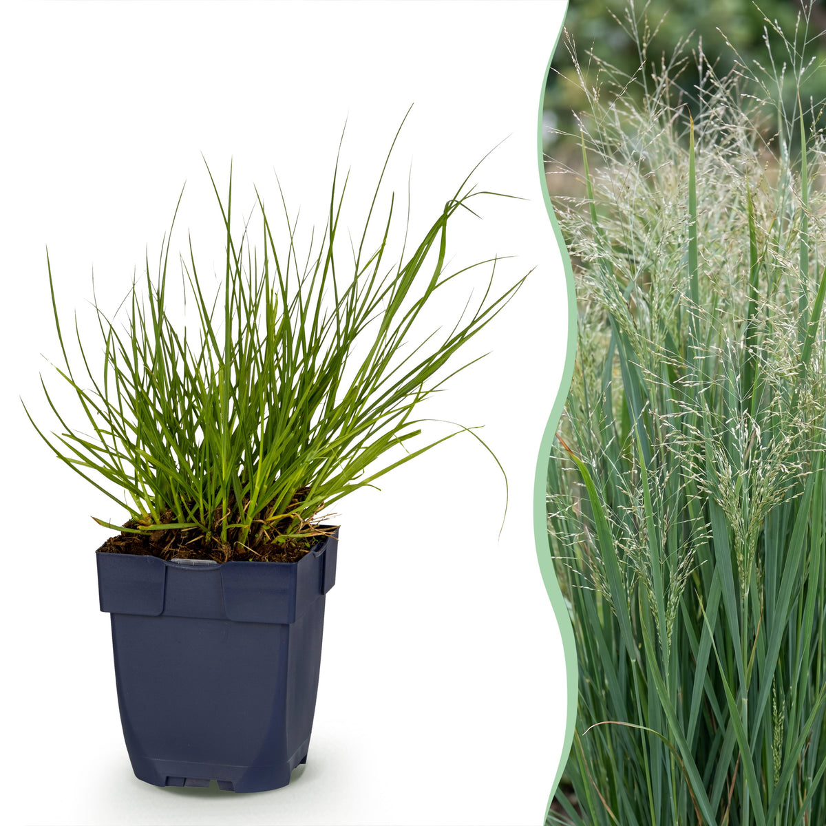 Rutenhirse 'Northwind' – Panicum virgatum – Topf Ø11cm