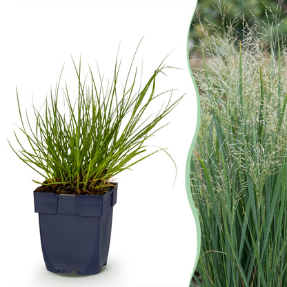 Rutenhirse 'Northwind' – Panicum virgatum – Topf Ø11cm