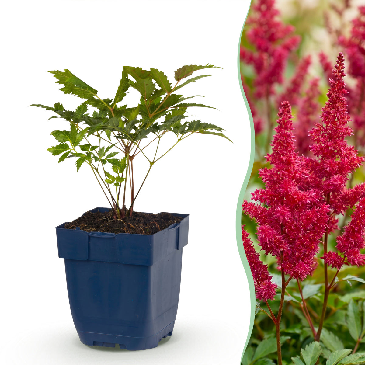 Prachtspiere 'Fanal' – Rot – Topf Ø11cm – Ansicht 2