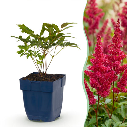Prachtspiere 'Fanal' – Rot – Topf Ø11cm – Ansicht 2
