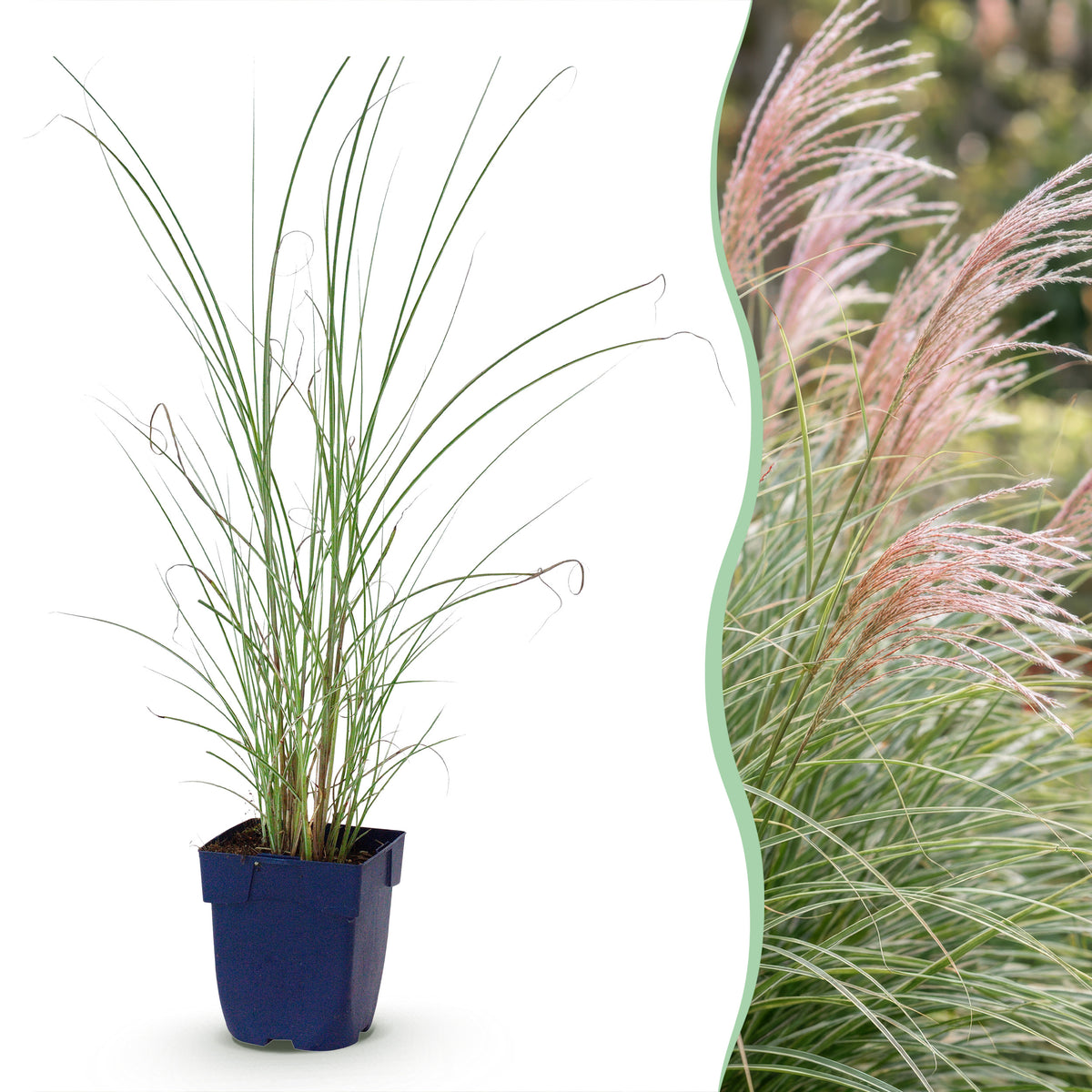 Chinaschilf 'Morning Light' – Miscanthus sinensis – Topf Ø11cm